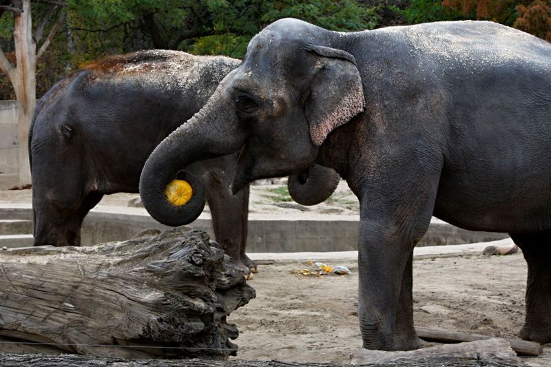 Hrátky zvířat z pražské zoo s okrasnými dýněmi (foto: archiv Zoo Praha)